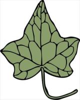 ivy-leaf-5
