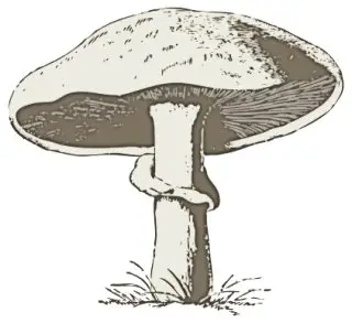 mushroom-2