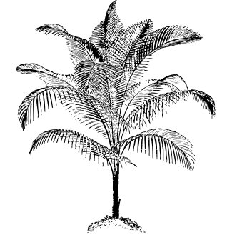 miniature-coconut-palm-BW