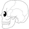 Skull-03