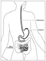 Anatomy-Esophagus-Stomach-Small-Intestine