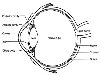 Anatomy-Eye