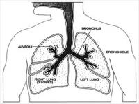 Anatomy-Lungs