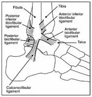 Ankle