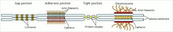 Cell-junction-simplified