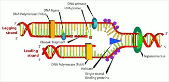 DNA-replication