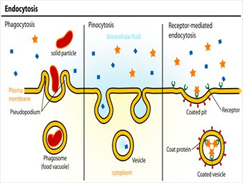 Endocytosis-types-full-page