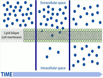 Simple-difussion-in-cell-membrane-full-page