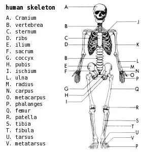 Skeleton-labeled