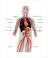 Veinsmedicaldiagram