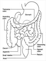 anatomy-colon-rectum
