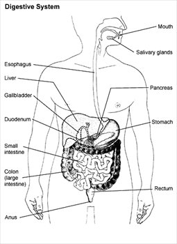 digestive-system