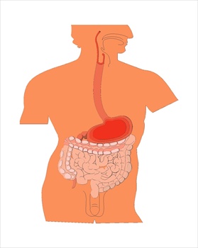 digestiveorgansmedicaldiagram
