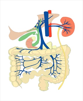 digestiveorgansmedicaldiagram1