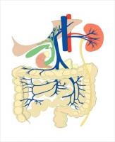 digestiveorgansmedicaldiagram1