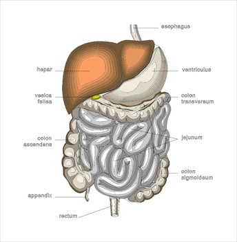 digestiveorgansmedicaldiagram2