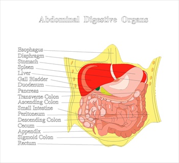 digestiveorgansmedicaldiagram3