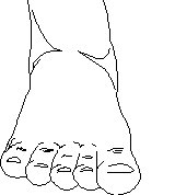 foot