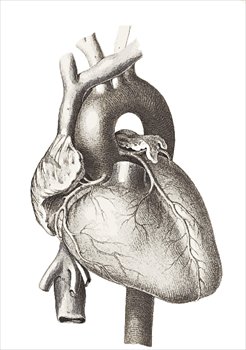 heart-medical-image