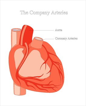 heartmedicaldiagram
