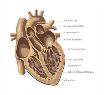 heartmedicaldiagram2