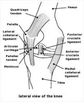 knee-diagram