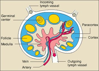 lymph-node