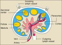 lymph-node