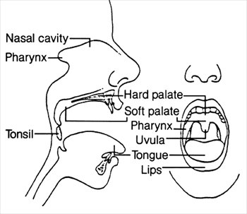 mouth-diagram