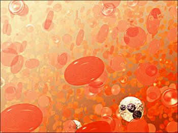 red-blood-cells