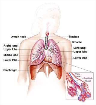 respiratory-system-NCI