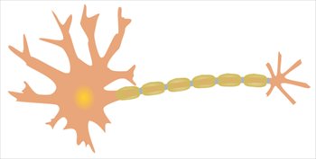 single-neuron