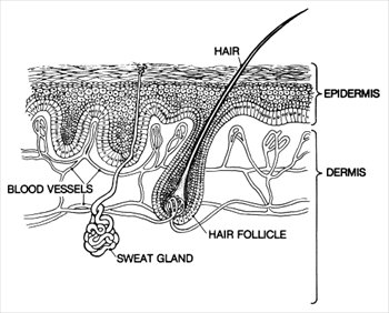 skin-epidermis