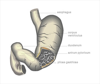 stomachmedicaldiagram