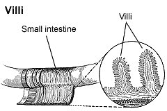 villi