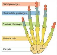 Human-hand-bones-simple
