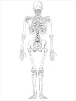 Human-skeleton-back-BW