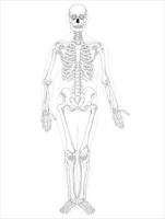 Human-skeleton-front-BW