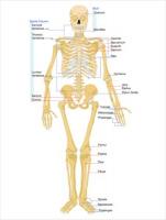 Human-skeleton-front