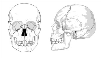 Human-skull-BW
