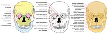 Human-skull-front-complete