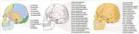 Human-skull-side-complete