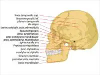 Human-skull-side-details