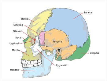 Human-skull-side-simplified