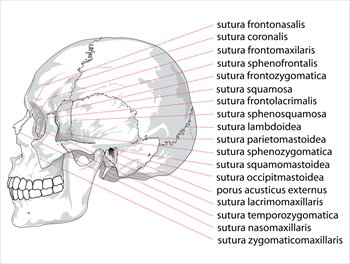 Human-skull-side-suturas-right