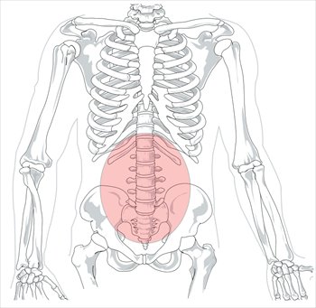 Lumbar-region-in-human-skeleton