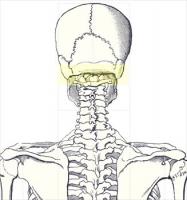 Occipital-ridge