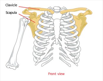Pectoral-girdle-front-diagram