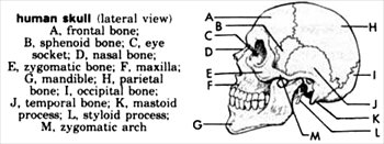 Skull-labeled