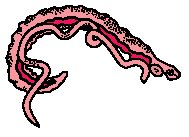 schistosome-parasite
